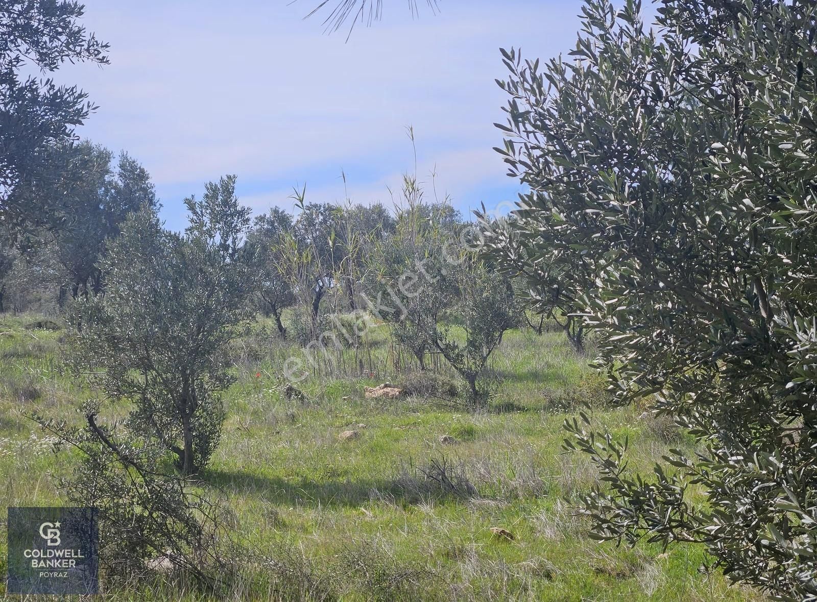 Torbalı Çapakta Satılık Tek Tapu 24.480 M2 Zeytinlik - Görsel 21