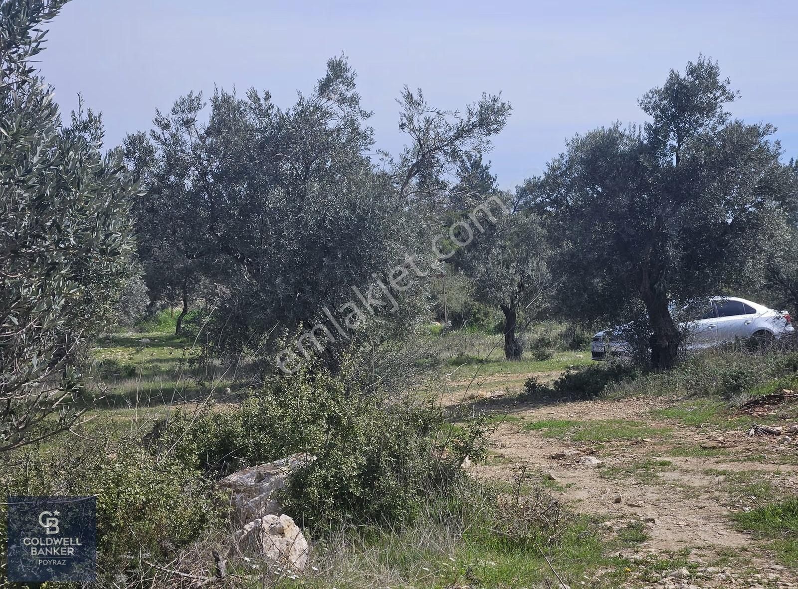 Torbalı Çapakta Satılık Tek Tapu 24.480 M2 Zeytinlik - Görsel 27