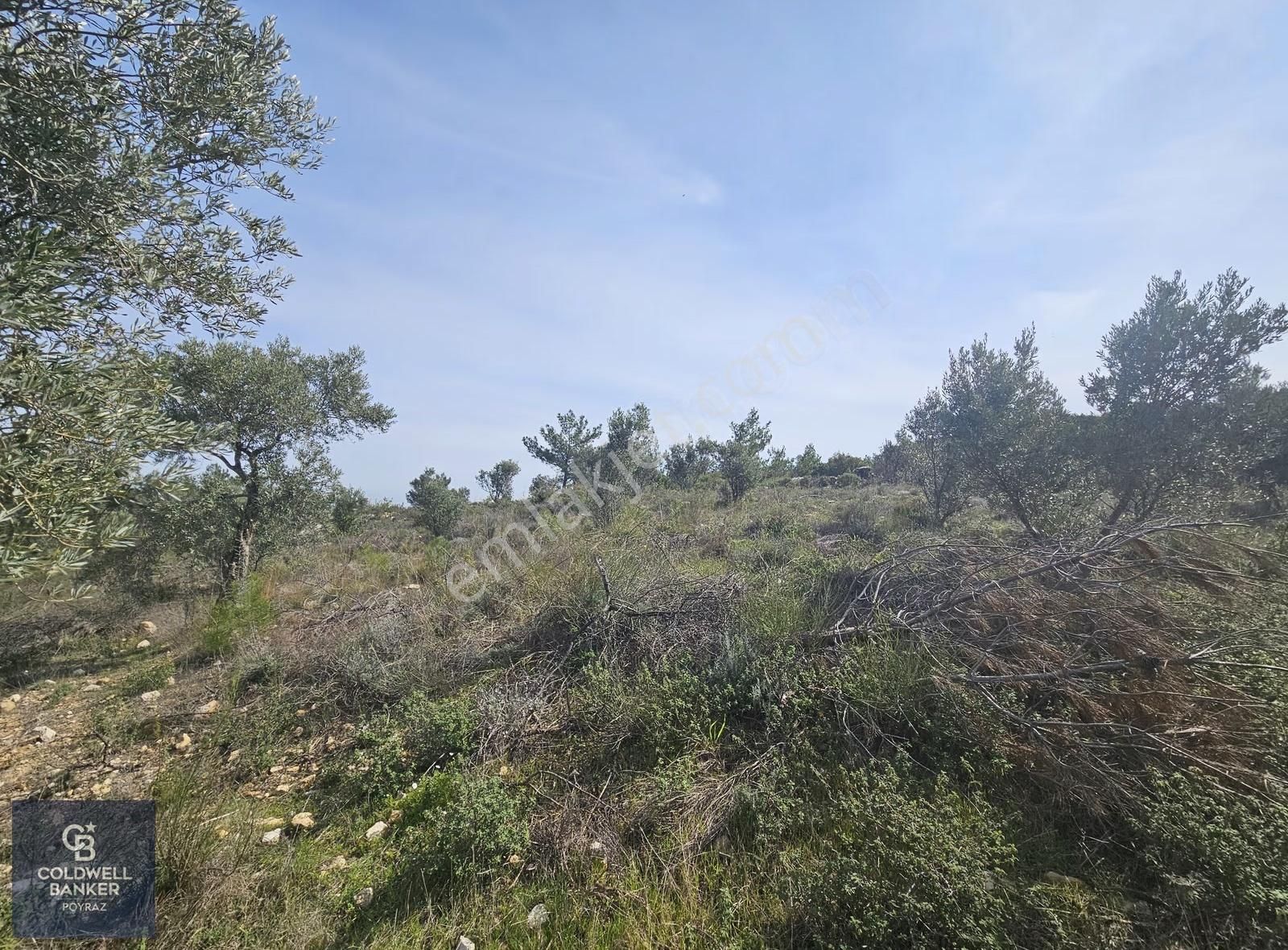 Torbalı Çapakta Satılık Tek Tapu 24.480 M2 Zeytinlik - Görsel 15
