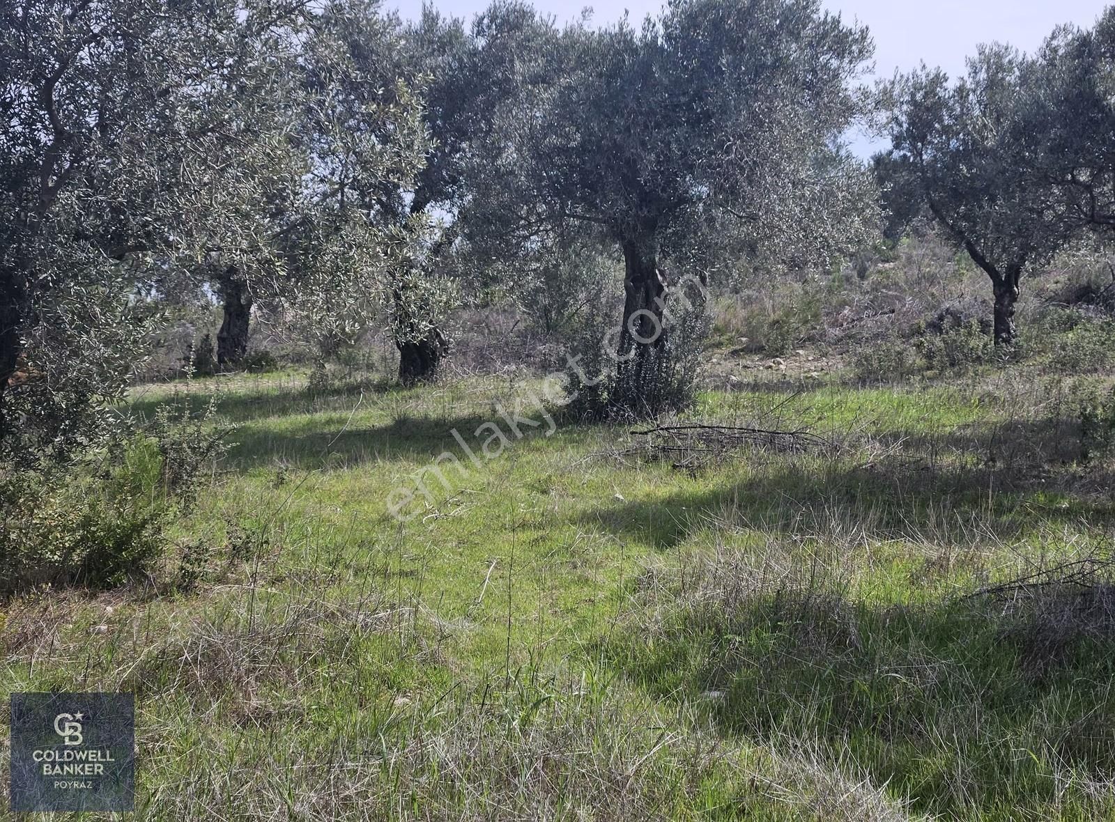 Torbalı Çapakta Satılık Tek Tapu 24.480 M2 Zeytinlik - Görsel 8