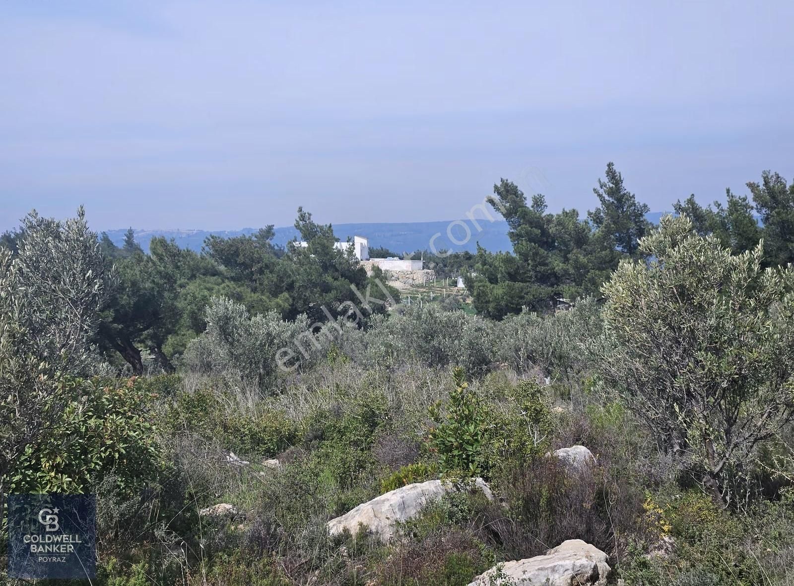 Torbalı Çapakta Satılık Tek Tapu 24.480 M2 Zeytinlik - Görsel 4