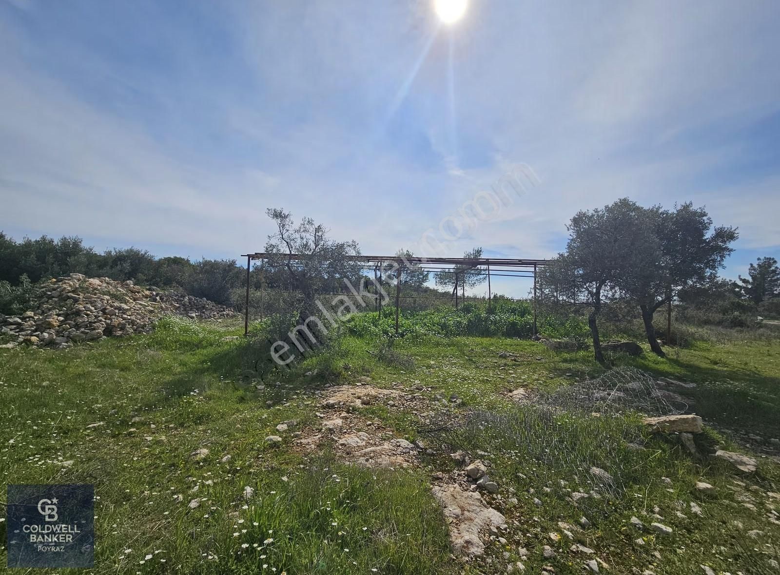 Torbalı Çapakta Satılık Tek Tapu 24.480 M2 Zeytinlik - Görsel 28