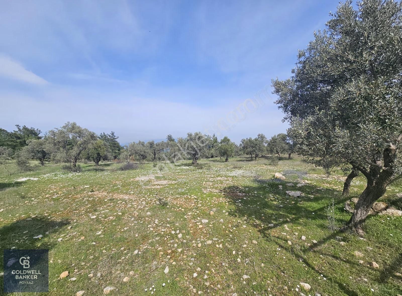 Torbalı Çapakta Satılık Tek Tapu 24.480 M2 Zeytinlik - Görsel 20