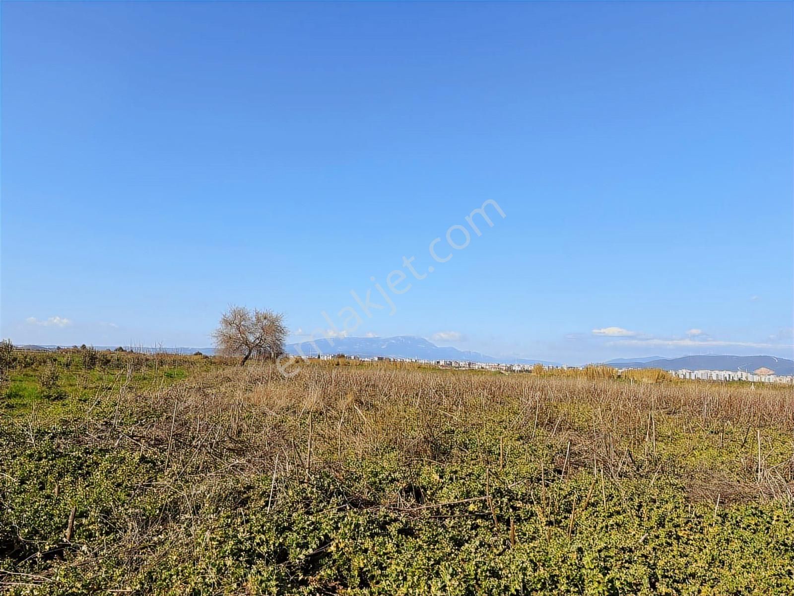 Torbalı Özbey Mah Tek Tapulu 10,955m2 Yatırımlık Tarla - Görsel 26