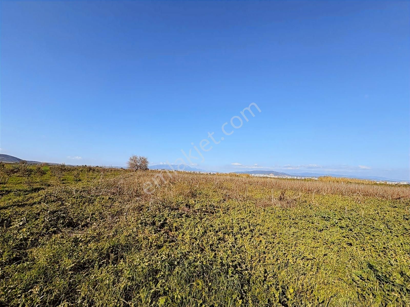 Torbalı Özbey Mah Tek Tapulu 10,955m2 Yatırımlık Tarla - Görsel 17