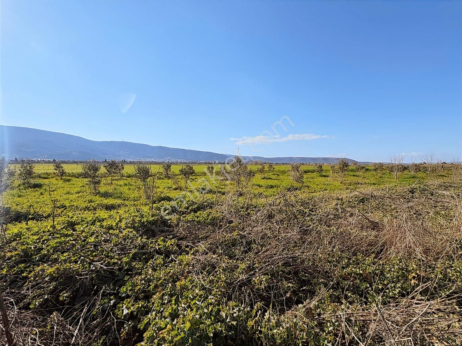 Torbalı Özbey Mah Tek Tapulu 10,955m2 Yatırımlık Tarla - Görsel 25