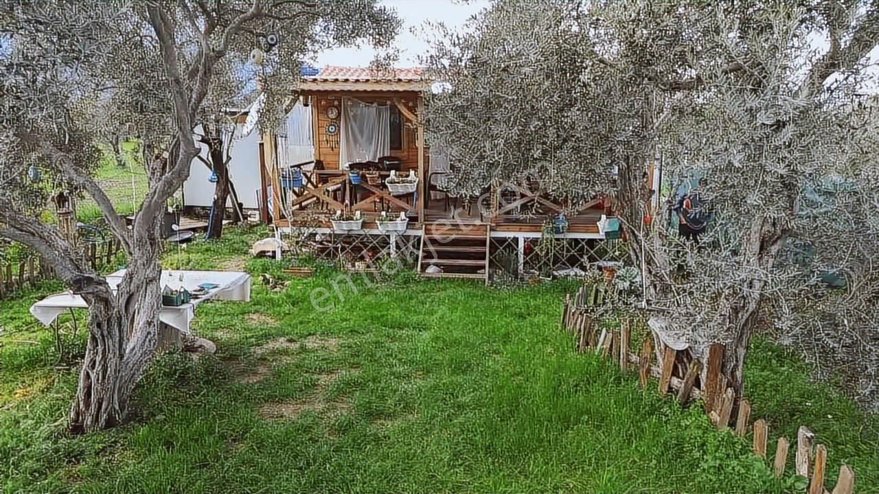 Fırsat ! Örnekköyde Asfalt Yola Cepheli 305 M² Bahçede Ahşap Ev - Görsel 33