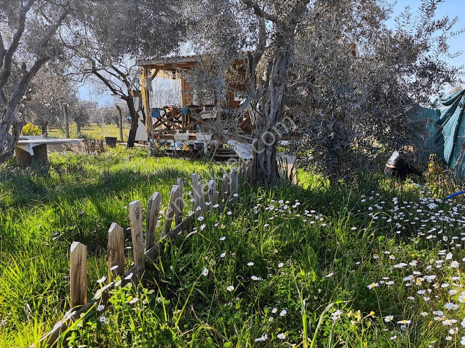 Fırsat ! Örnekköyde Asfalt Yola Cepheli 305 M² Bahçede Ahşap Ev - Görsel 27