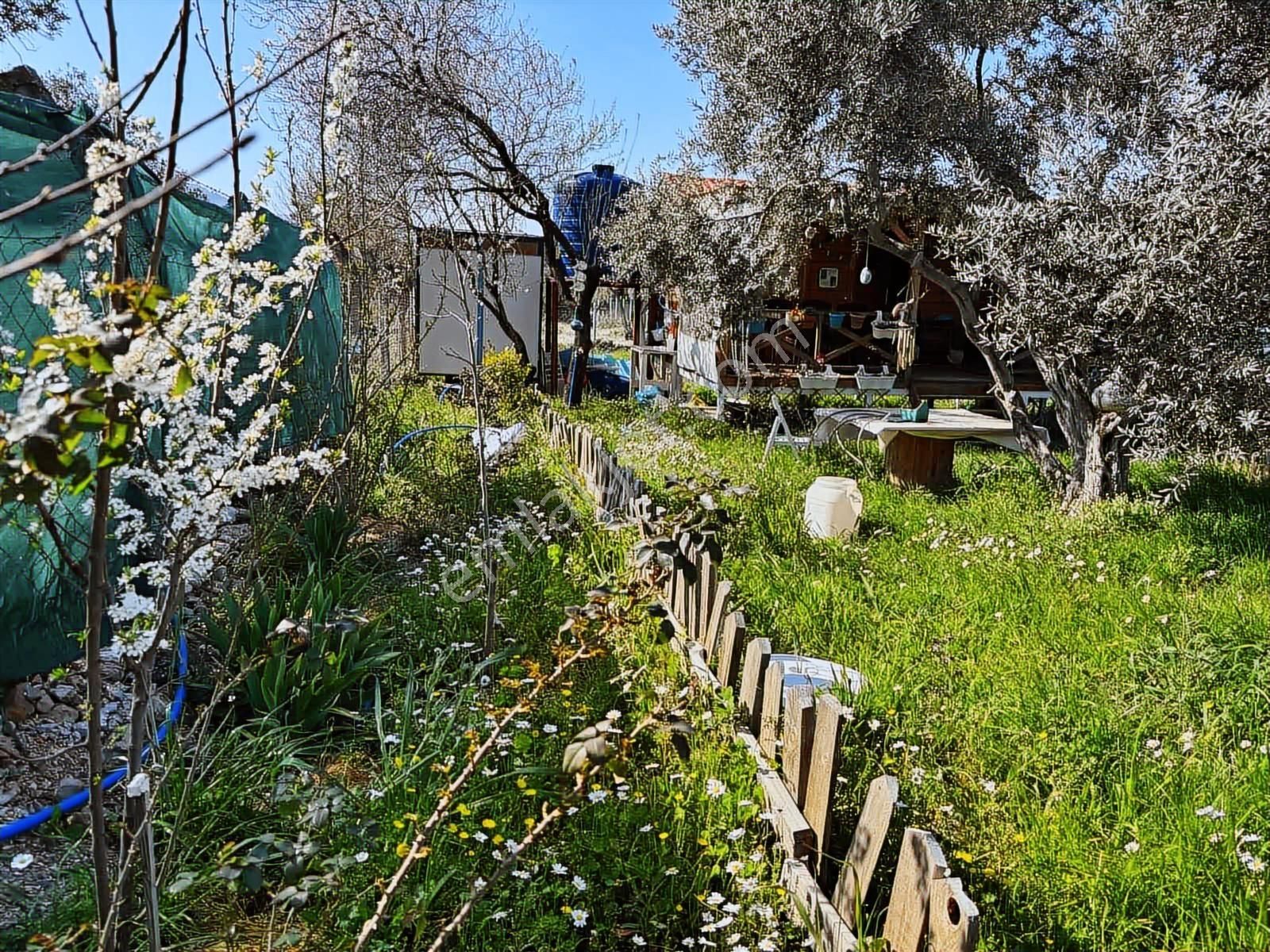 Fırsat ! Örnekköyde Asfalt Yola Cepheli 305 M² Bahçede Ahşap Ev - Görsel 11