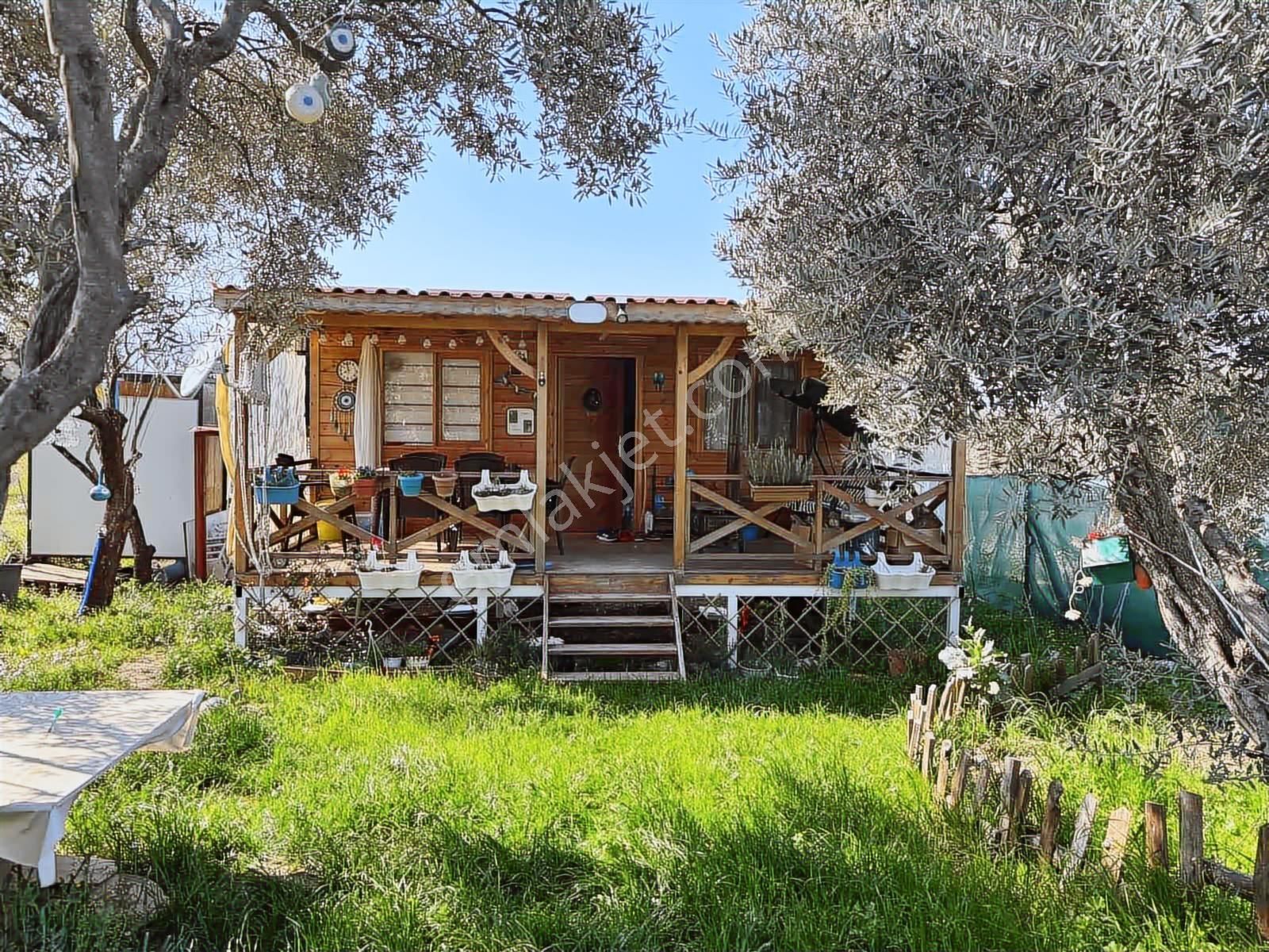 Fırsat ! Örnekköyde Asfalt Yola Cepheli 305 M² Bahçede Ahşap Ev