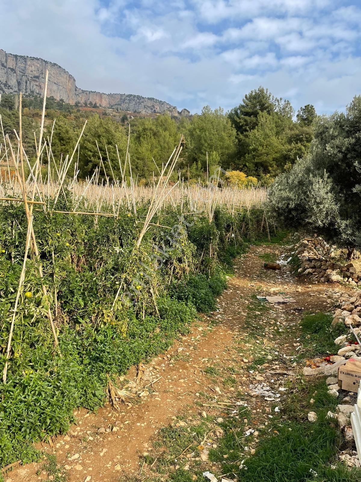 Erdemli Fakılı'da 8419 M2 Satılık Arazi - Görsel 14