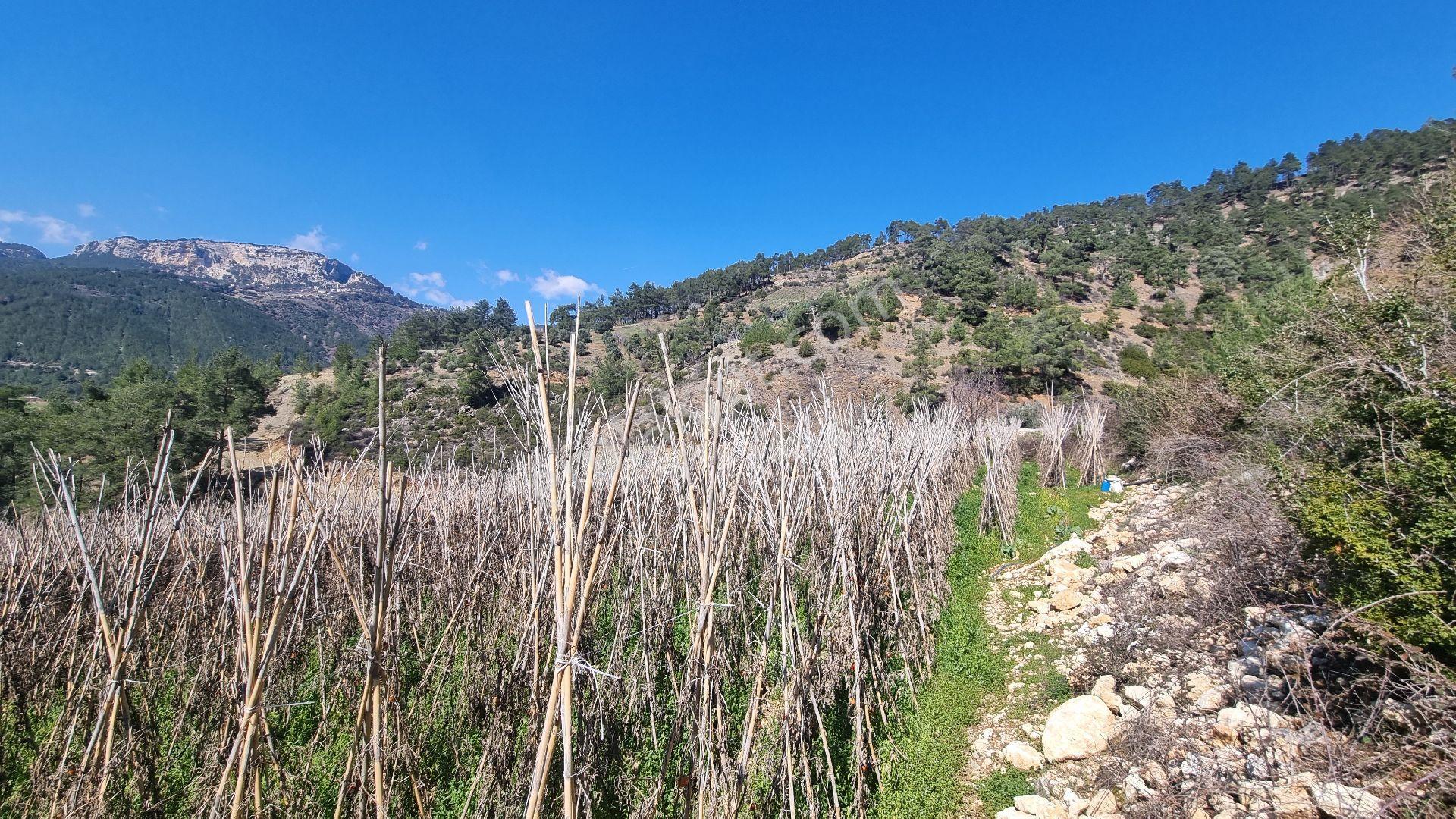 Erdemli Fakılı'da 8419 M2 Satılık Arazi - Görsel 2