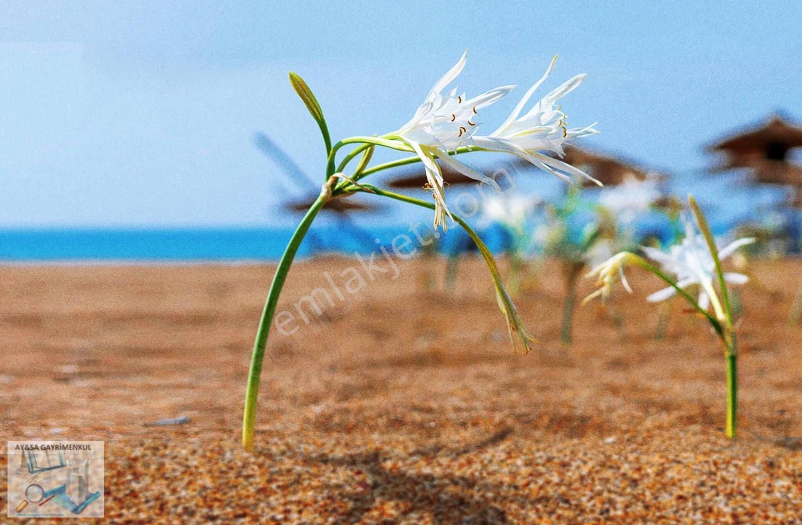 Aysa'dan Belek'te Irmağa Cephe İmarlı Bölge Yakını 1625m2 - Görsel 12