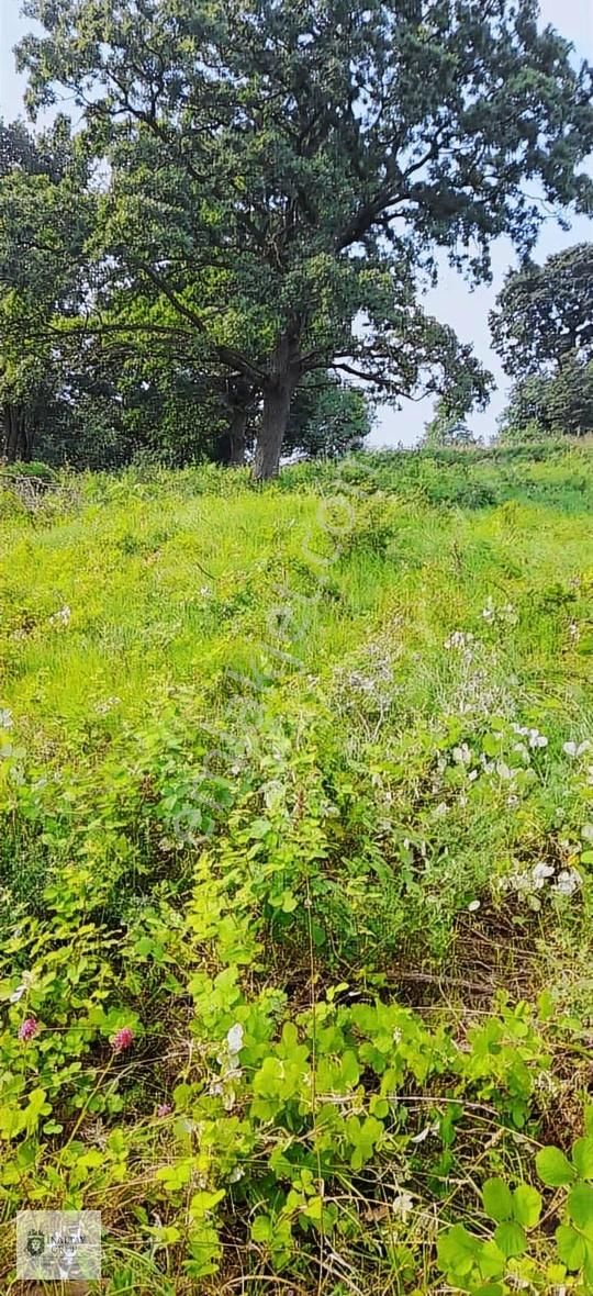 Kandıra Topluca'da Satılık 918m² Kadastro Yollu Tarla - Görsel 15
