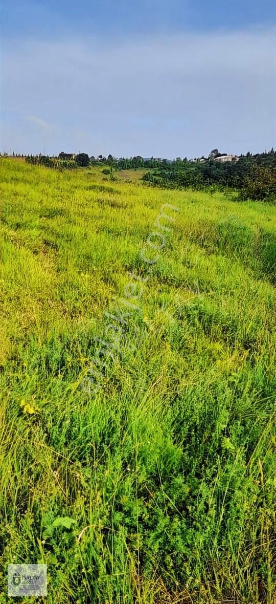 Kandıra Topluca'da Satılık 918m² Kadastro Yollu Tarla - Görsel 13