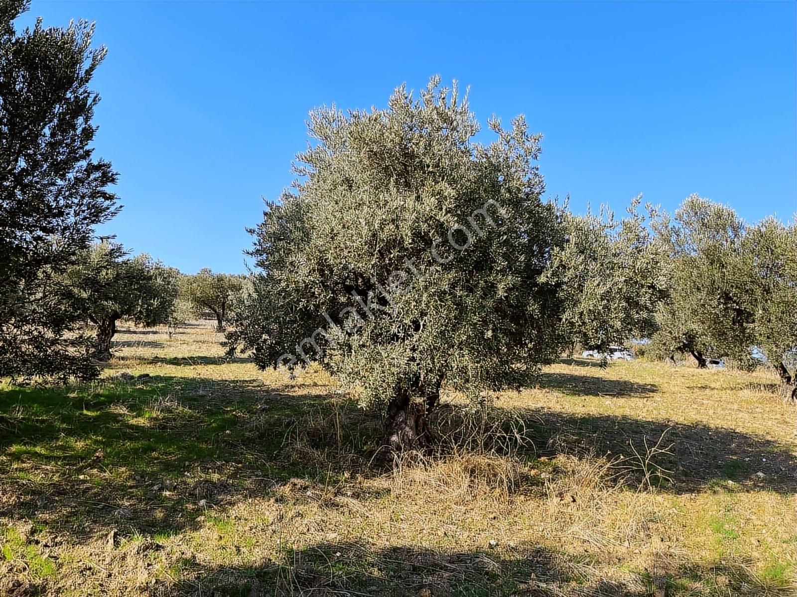 Torbalı Yazıbaşı Nda Merkeze Yakın 8962 M2 Tek Tapu Zeytinlik - Görsel 32