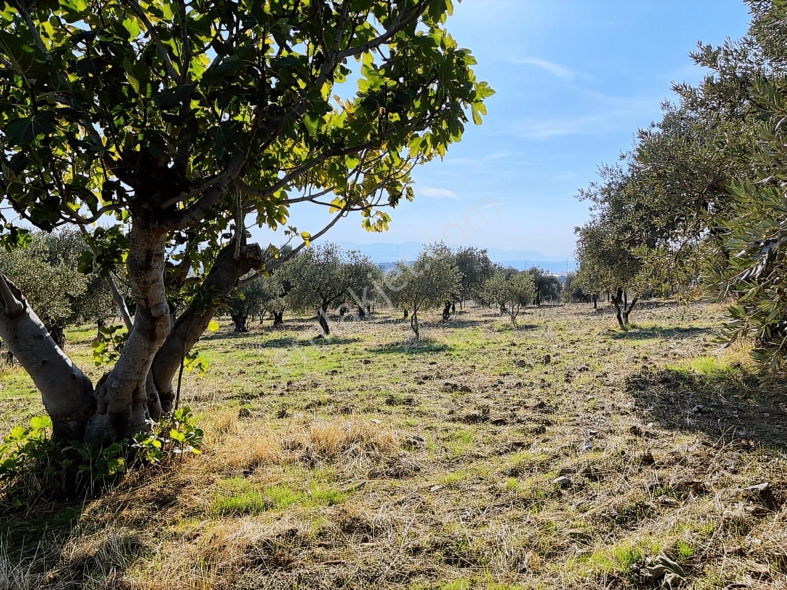 Torbalı Yazıbaşı Nda Merkeze Yakın 8962 M2 Tek Tapu Zeytinlik - Görsel 24