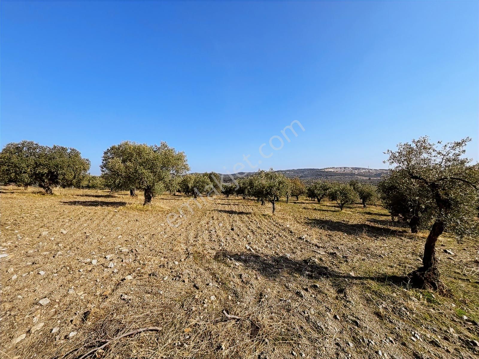Torbalı Yazıbaşı Nda Merkeze Yakın 8962 M2 Tek Tapu Zeytinlik - Görsel 3