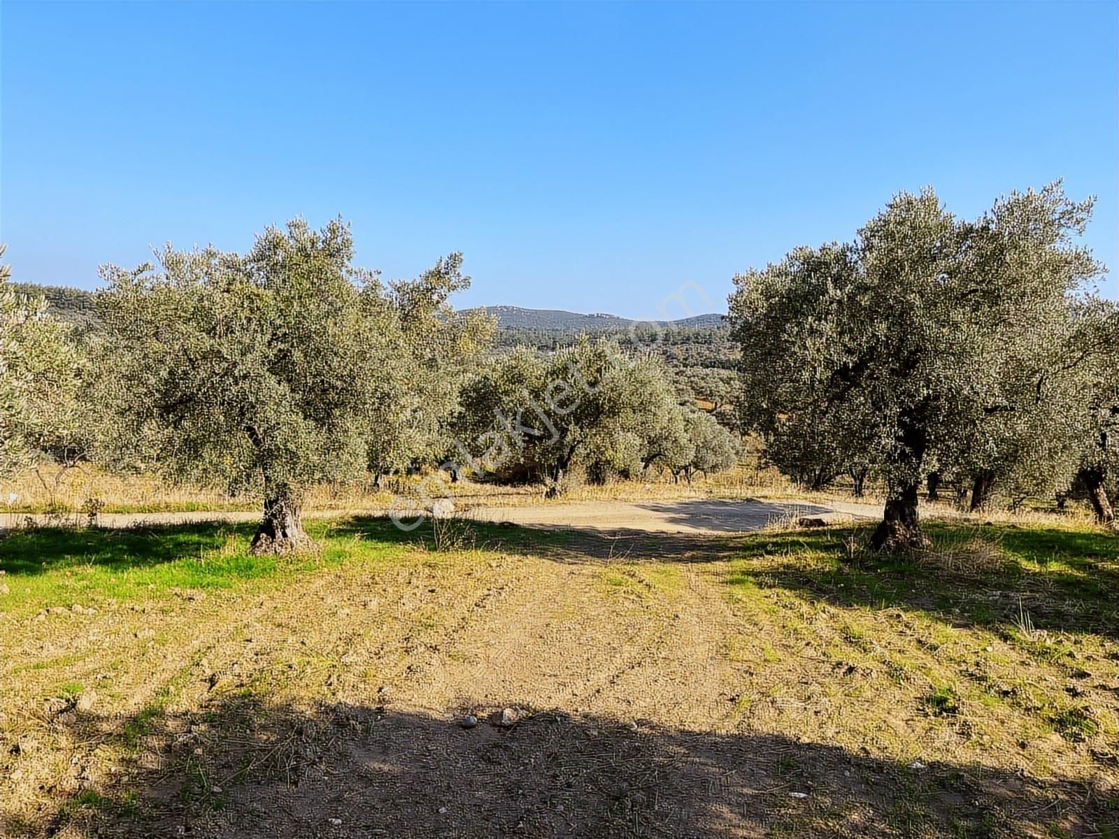 Torbalı Yazıbaşı Nda Merkeze Yakın 8962 M2 Tek Tapu Zeytinlik - Görsel 17