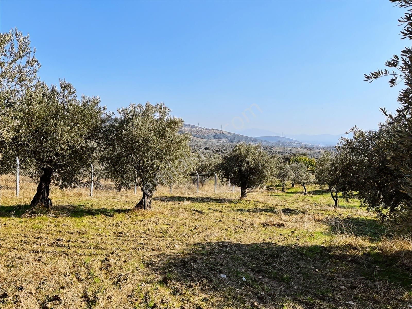 Torbalı Yazıbaşı Nda Merkeze Yakın 8962 M2 Tek Tapu Zeytinlik - Görsel 22