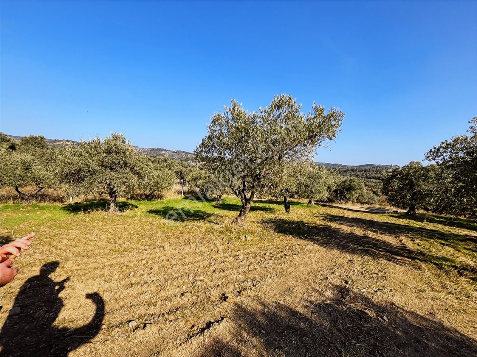 Torbalı Yazıbaşı Nda Merkeze Yakın 8962 M2 Tek Tapu Zeytinlik - Görsel 15