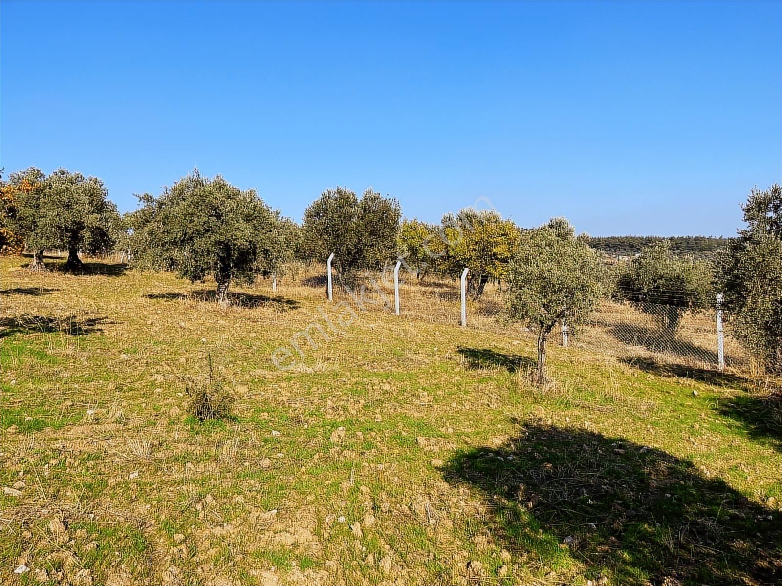 Torbalı Yazıbaşı Nda Merkeze Yakın 8962 M2 Tek Tapu Zeytinlik - Görsel 28