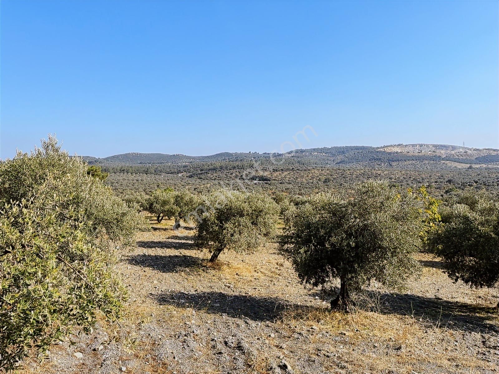 Torbalı Yazıbaşı Nda Merkeze Yakın 8962 M2 Tek Tapu Zeytinlik - Görsel 2