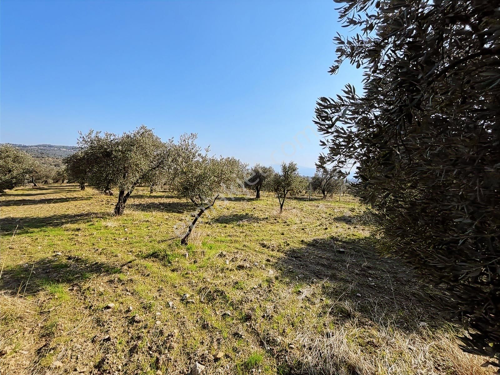 Torbalı Yazıbaşı Nda Merkeze Yakın 8962 M2 Tek Tapu Zeytinlik - Görsel 14