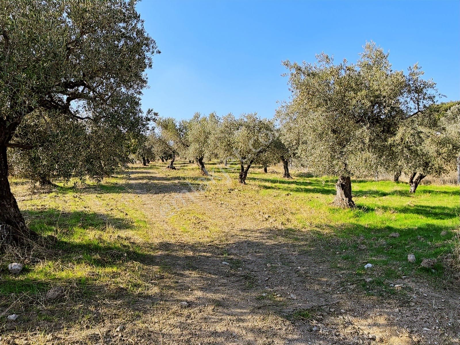 Torbalı Yazıbaşı Nda Merkeze Yakın 8962 M2 Tek Tapu Zeytinlik - Görsel 5