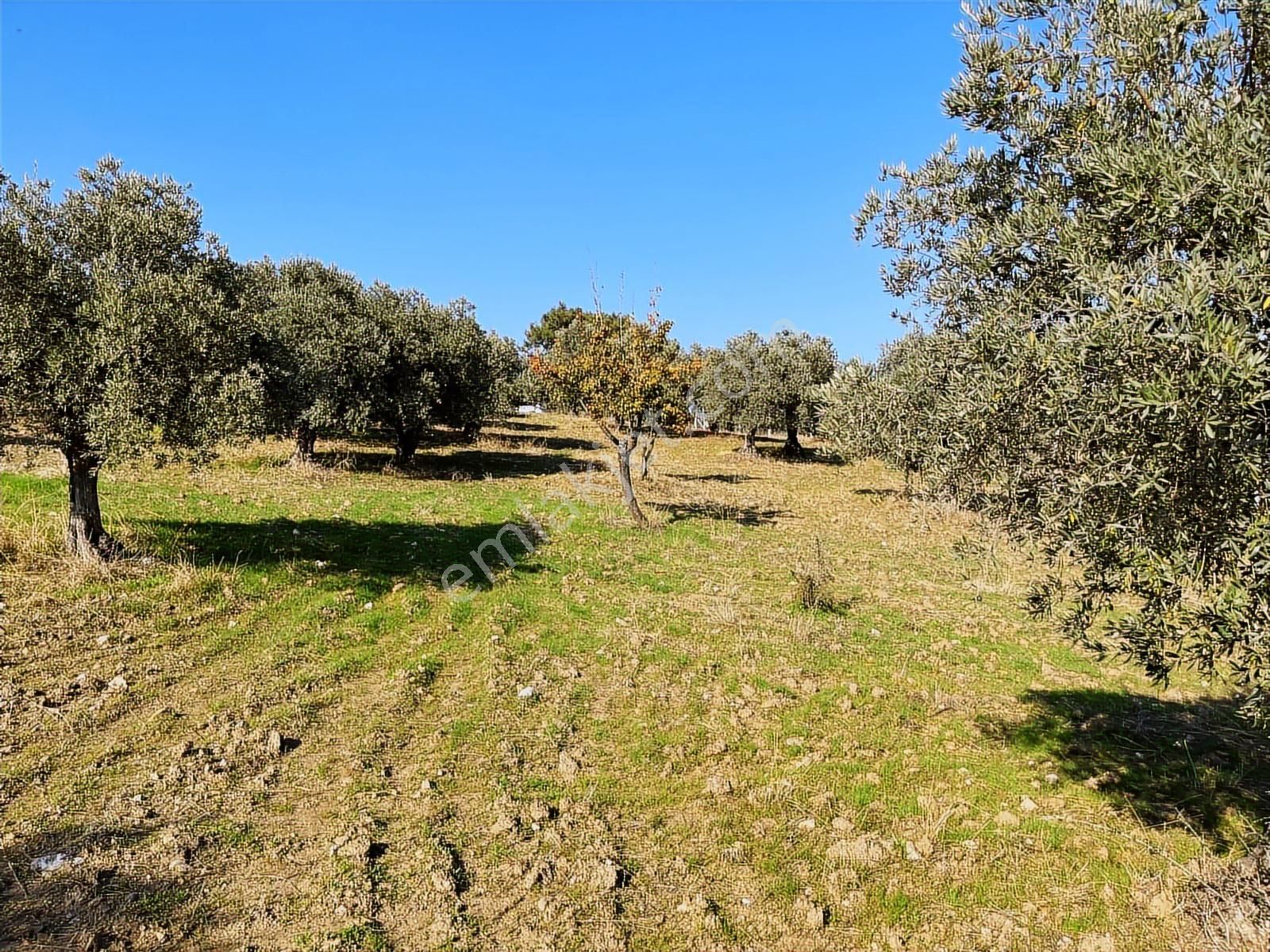 Torbalı Yazıbaşı Nda Merkeze Yakın 8962 M2 Tek Tapu Zeytinlik - Görsel 27