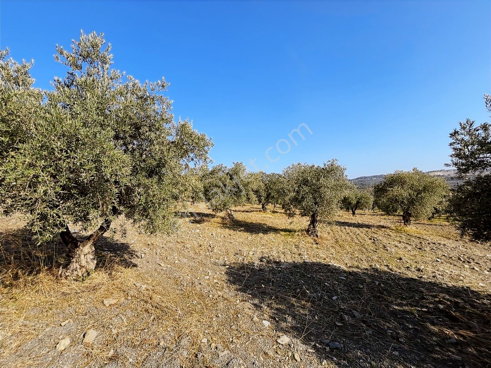 Torbalı Yazıbaşı Nda Merkeze Yakın 8962 M2 Tek Tapu Zeytinlik - Görsel 8