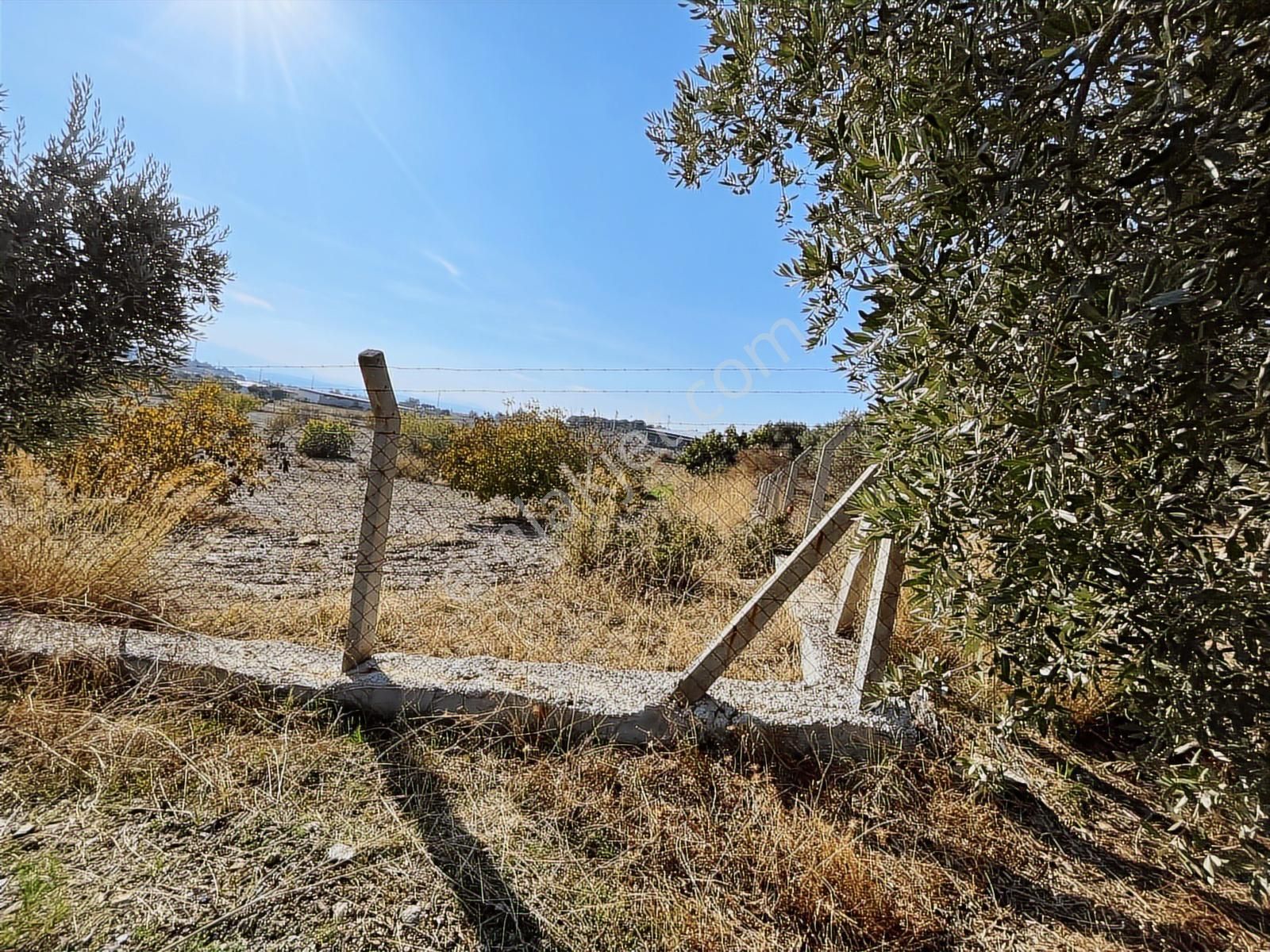 Torbalı Yazıbaşı Nda Merkeze Yakın 8962 M2 Tek Tapu Zeytinlik - Görsel 12