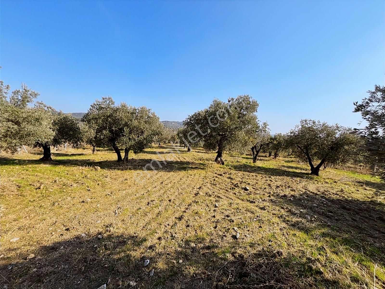 Torbalı Yazıbaşı Nda Merkeze Yakın 8962 M2 Tek Tapu Zeytinlik - Görsel 35