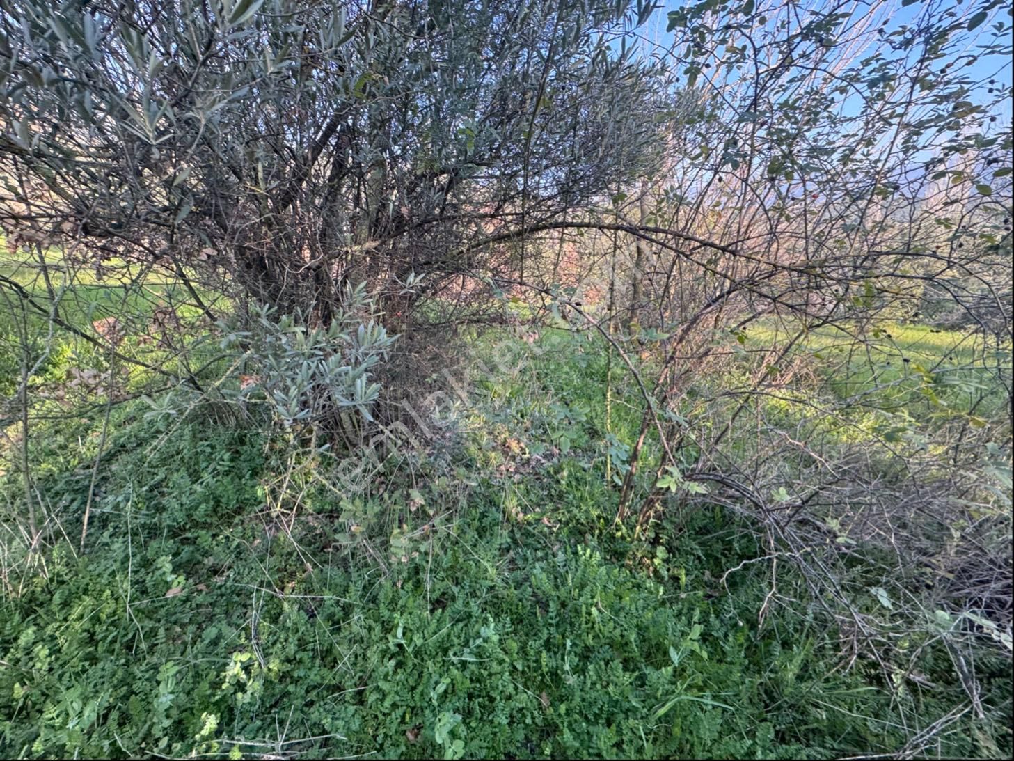 Kumla Konak Emlak”tan Satılık Zeytinlik - Görsel 26
