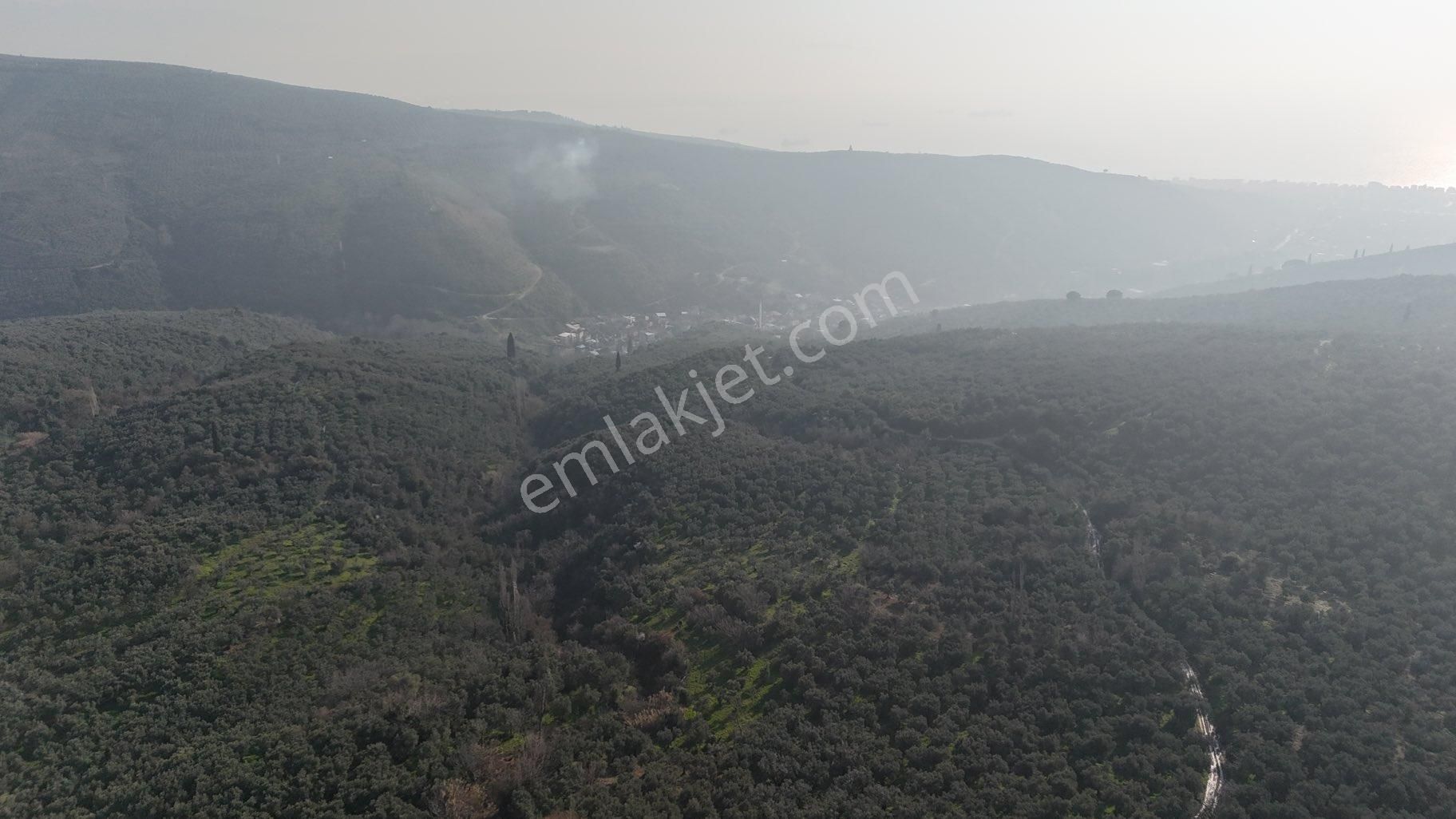 Kumla Konak Emlak”tan Satılık Zeytinlik - Görsel 16
