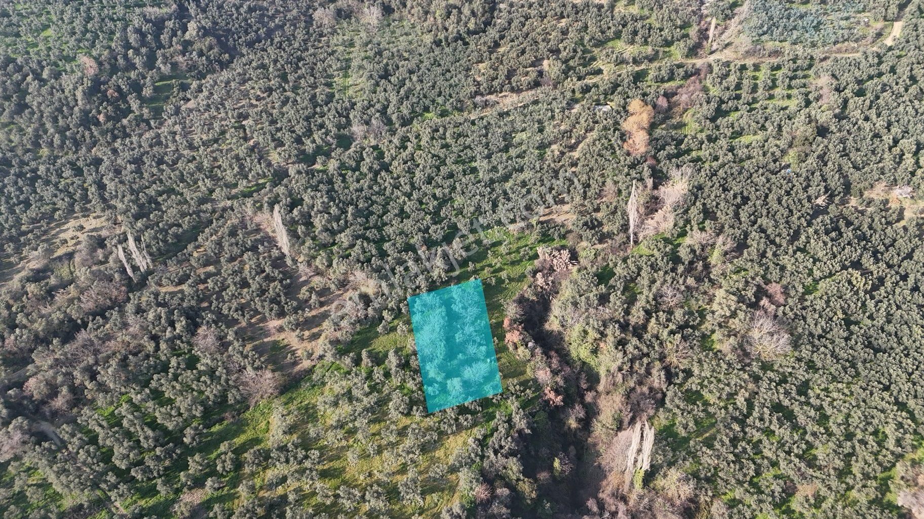 Kumla Konak Emlak”tan Satılık Zeytinlik - Görsel 13