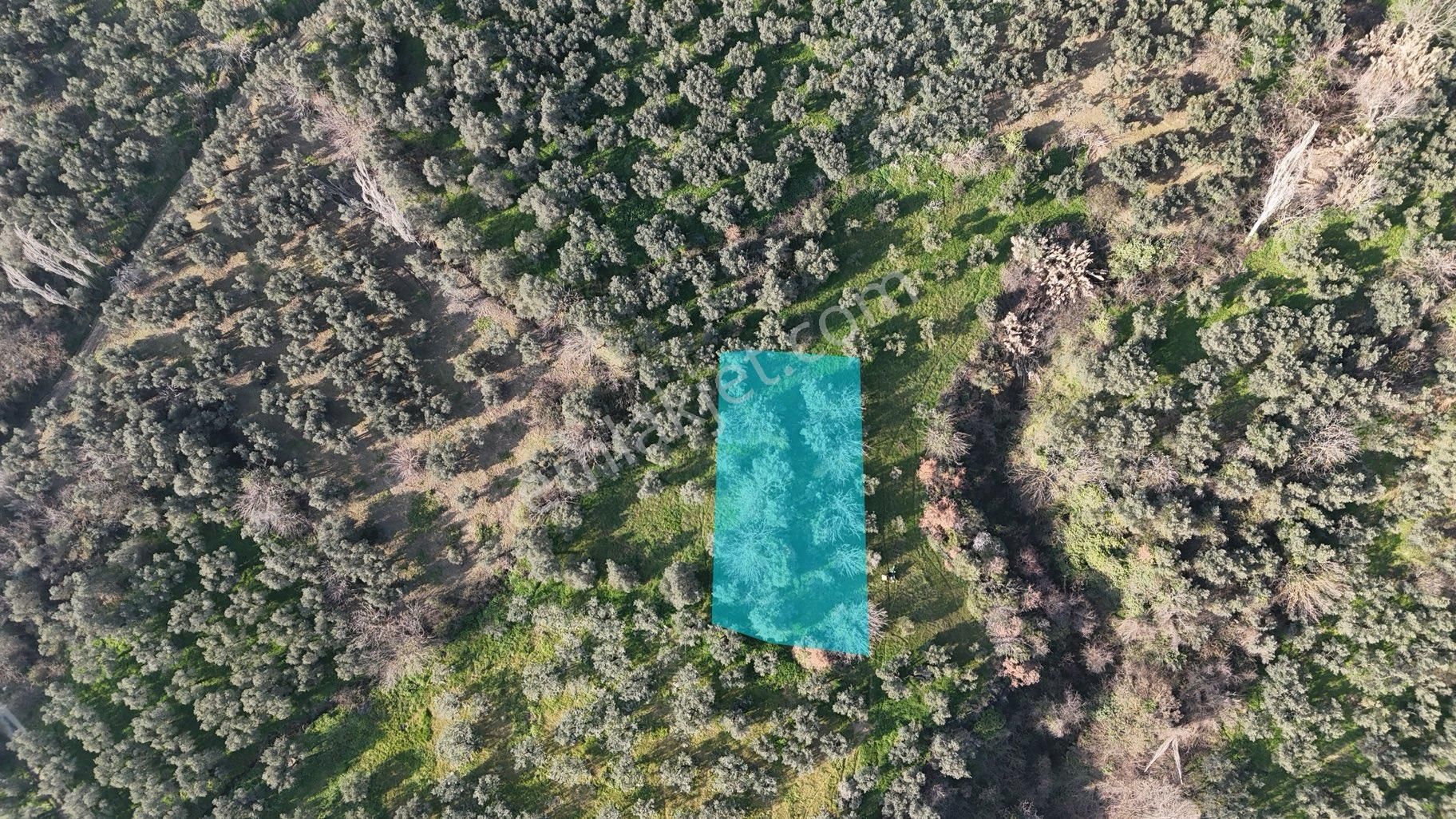 Kumla Konak Emlak”tan Satılık Zeytinlik