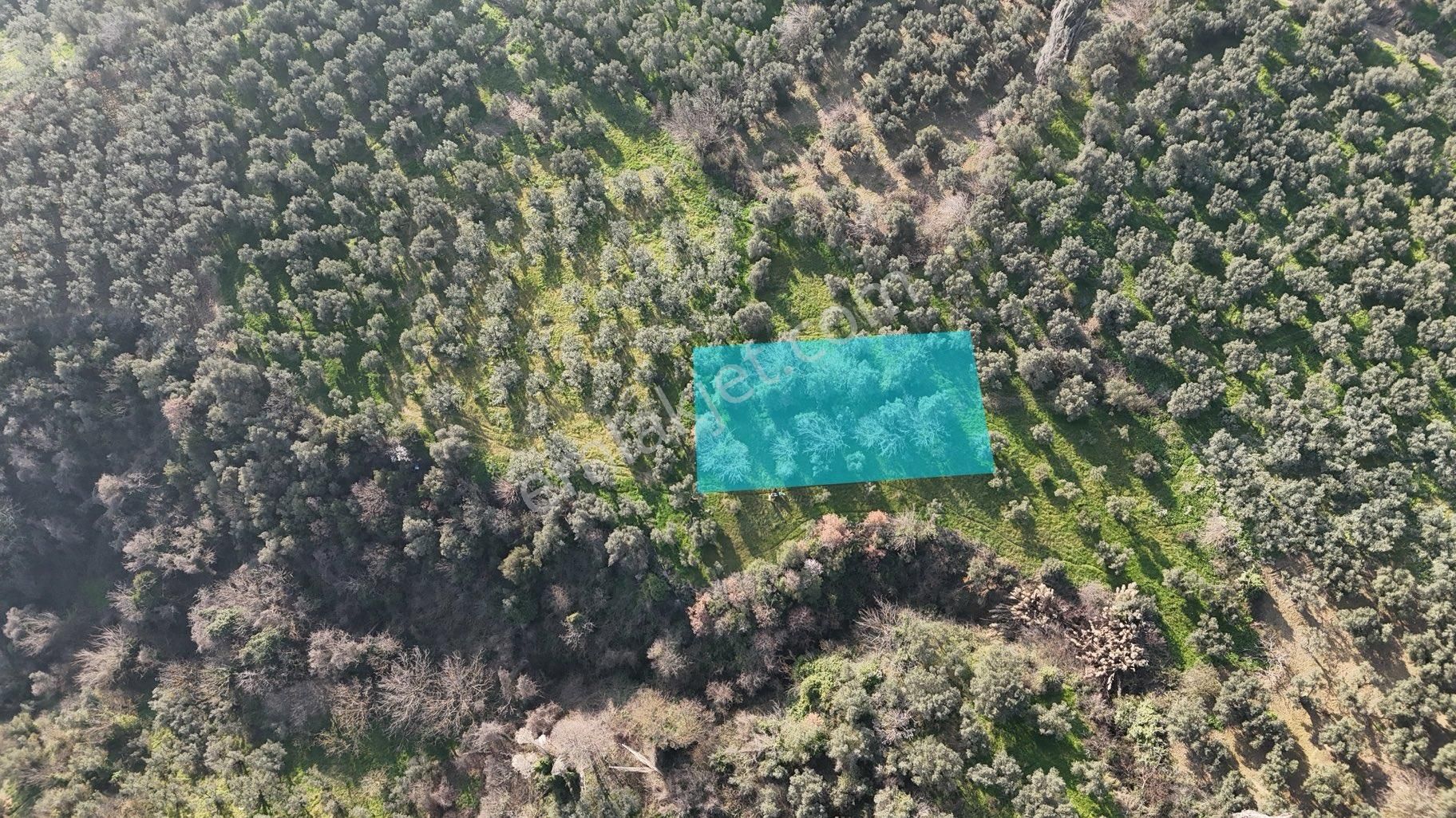 Kumla Konak Emlak”tan Satılık Zeytinlik - Görsel 3