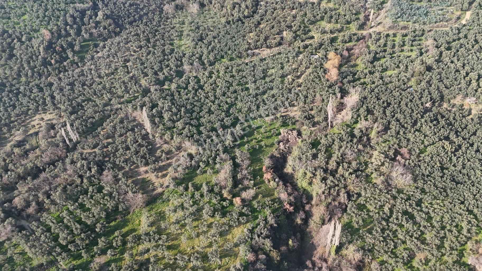 Kumla Konak Emlak”tan Satılık Zeytinlik - Görsel 15