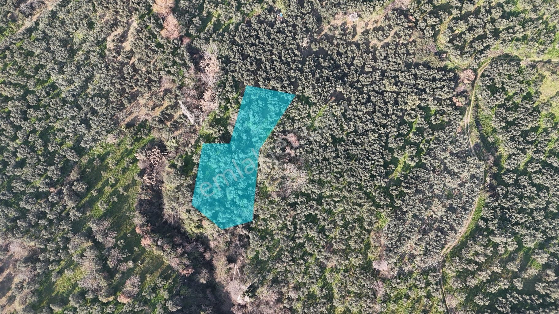 Kumla Konak Emlak”tan Satılık Zeytinlik