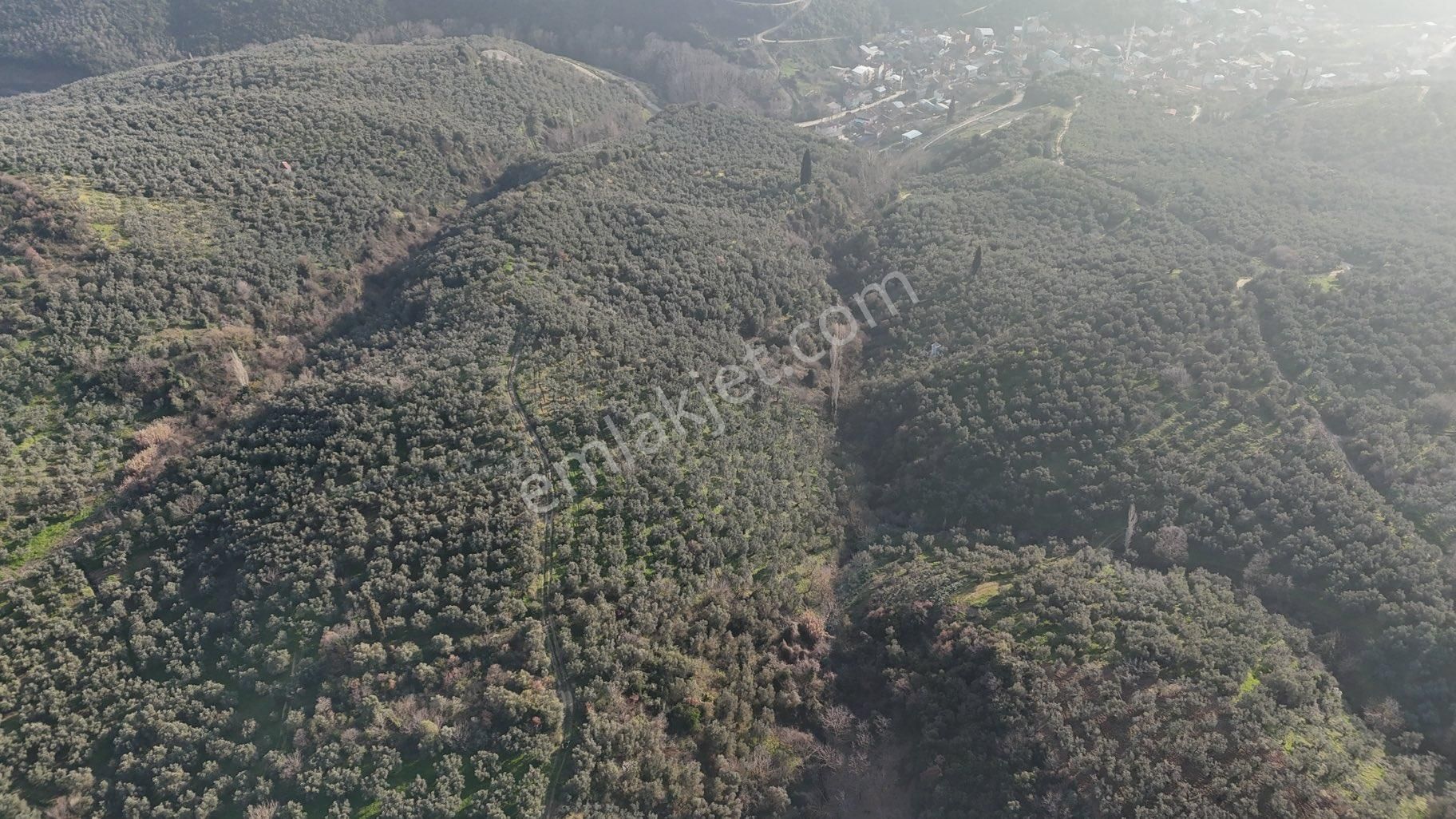 Kumla Konak Emlak”tan Satılık Yola Sıfır Zeytinlik - Görsel 9