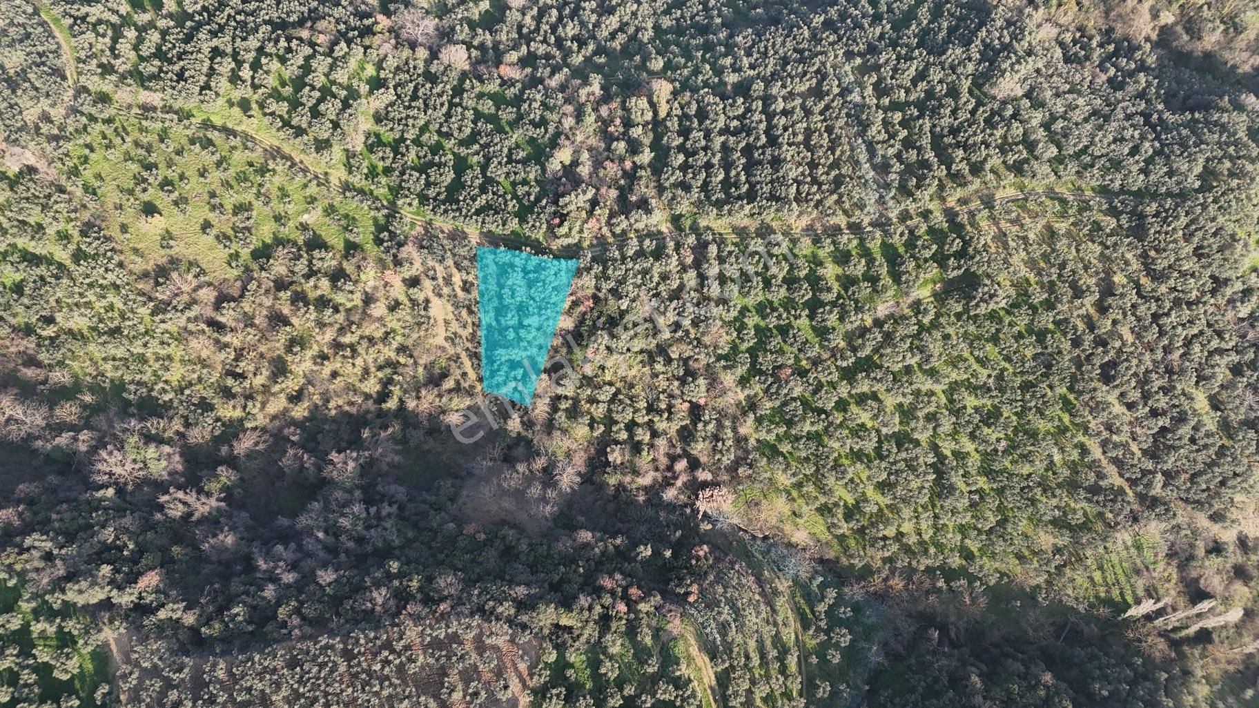 Kumla Konak Emlak”tan Satılık Yola Sıfır Zeytinlik - Görsel 11