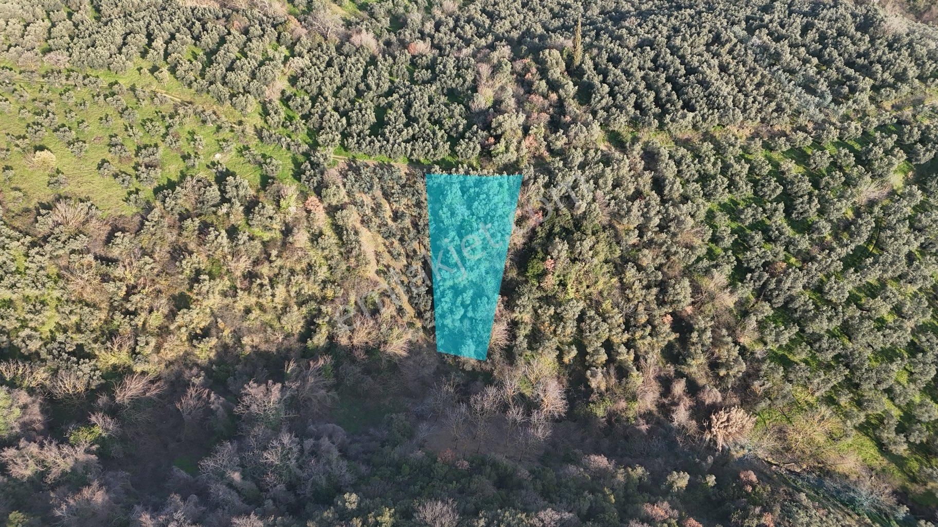 Kumla Konak Emlak”tan Satılık Yola Sıfır Zeytinlik - Görsel 13