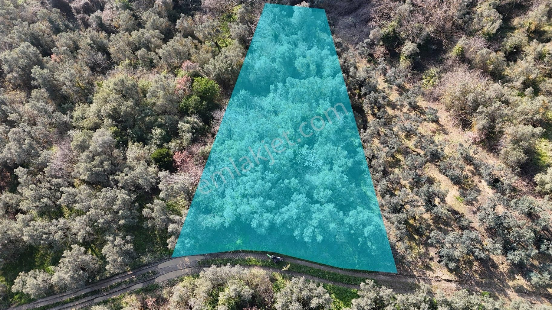 Kumla Konak Emlak”tan Satılık Yola Sıfır Zeytinlik