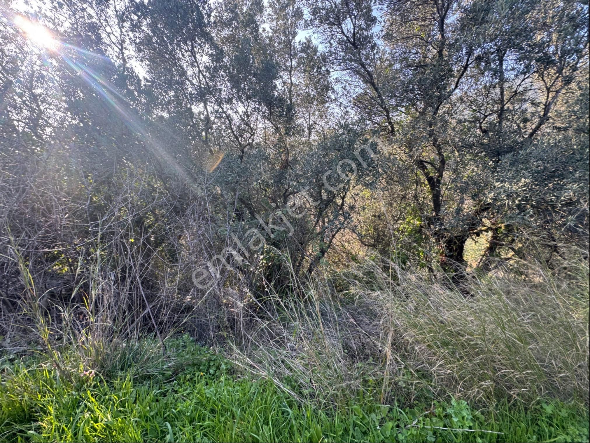 Kumla Konak Emlak”tan Satılık Yola Sıfır Zeytinlik - Görsel 20