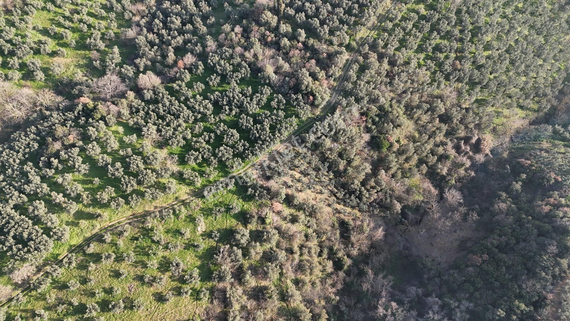 Kumla Konak Emlak”tan Satılık Yola Sıfır Zeytinlik - Görsel 6