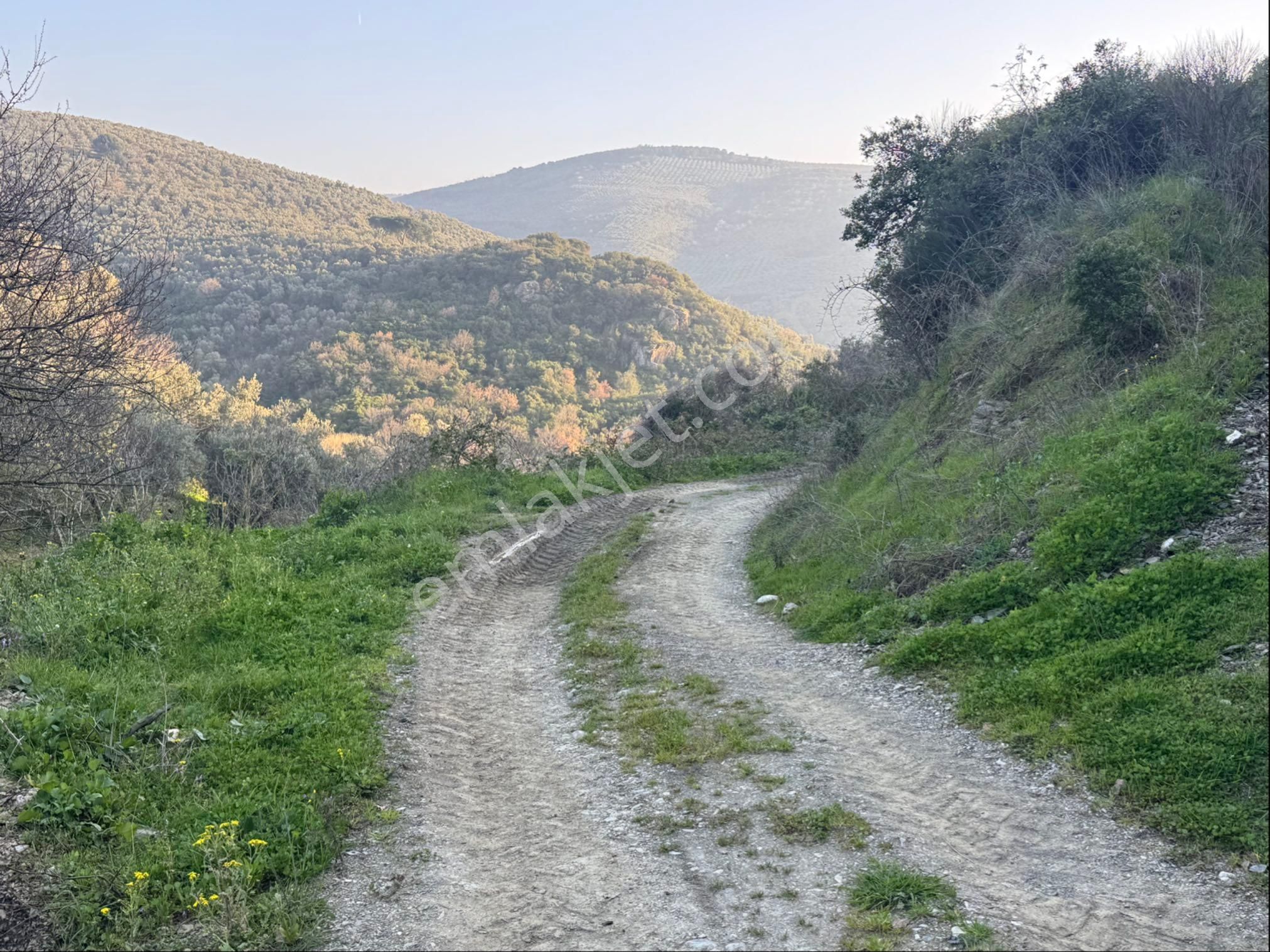 Kumla Konak Emlak”tan Satılık Gölet Manzaralı Zeytinlik - Görsel 25