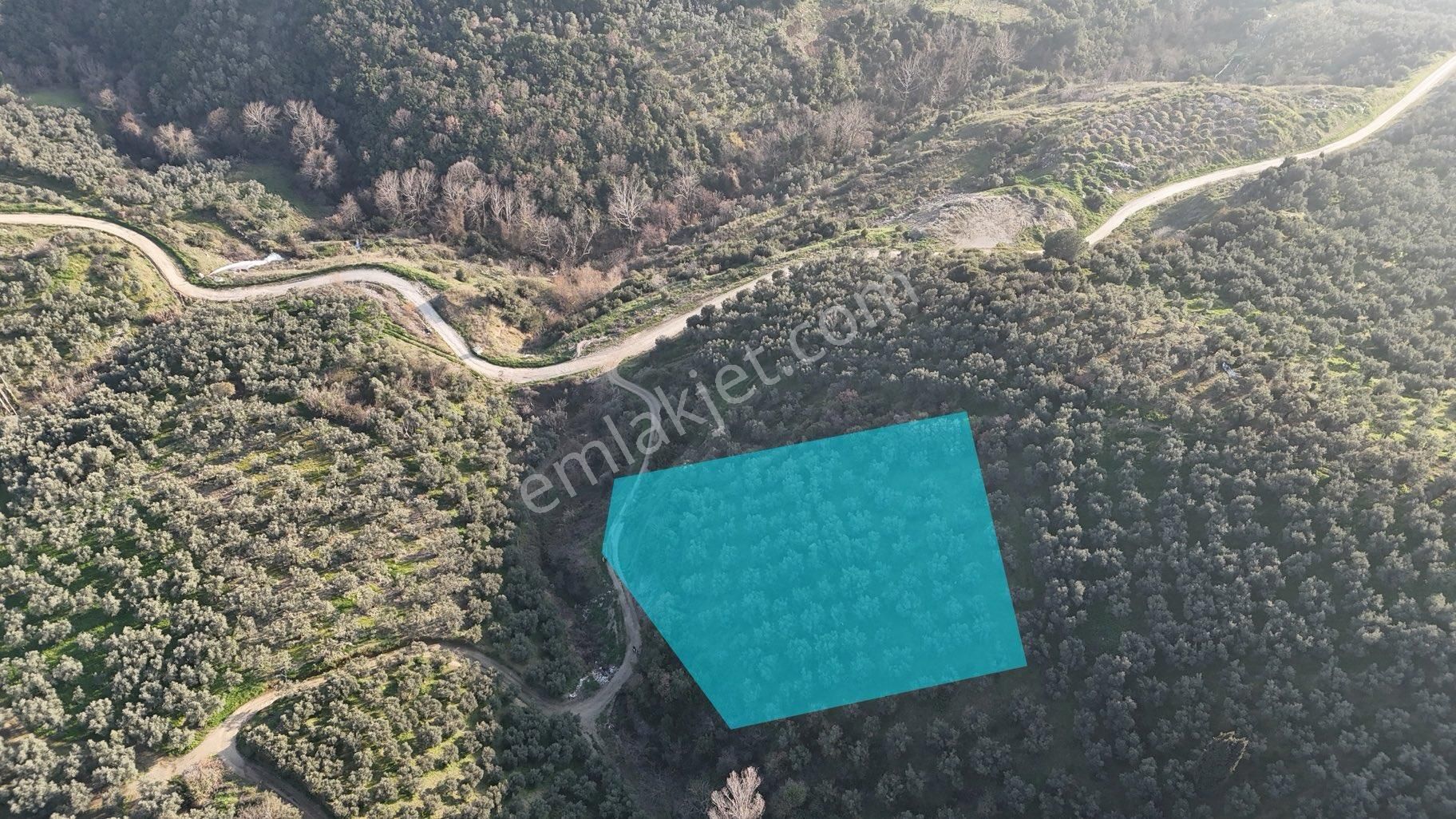 Kumla Konak Emlak”tan Satılık Gölet Manzaralı Zeytinlik - Görsel 5