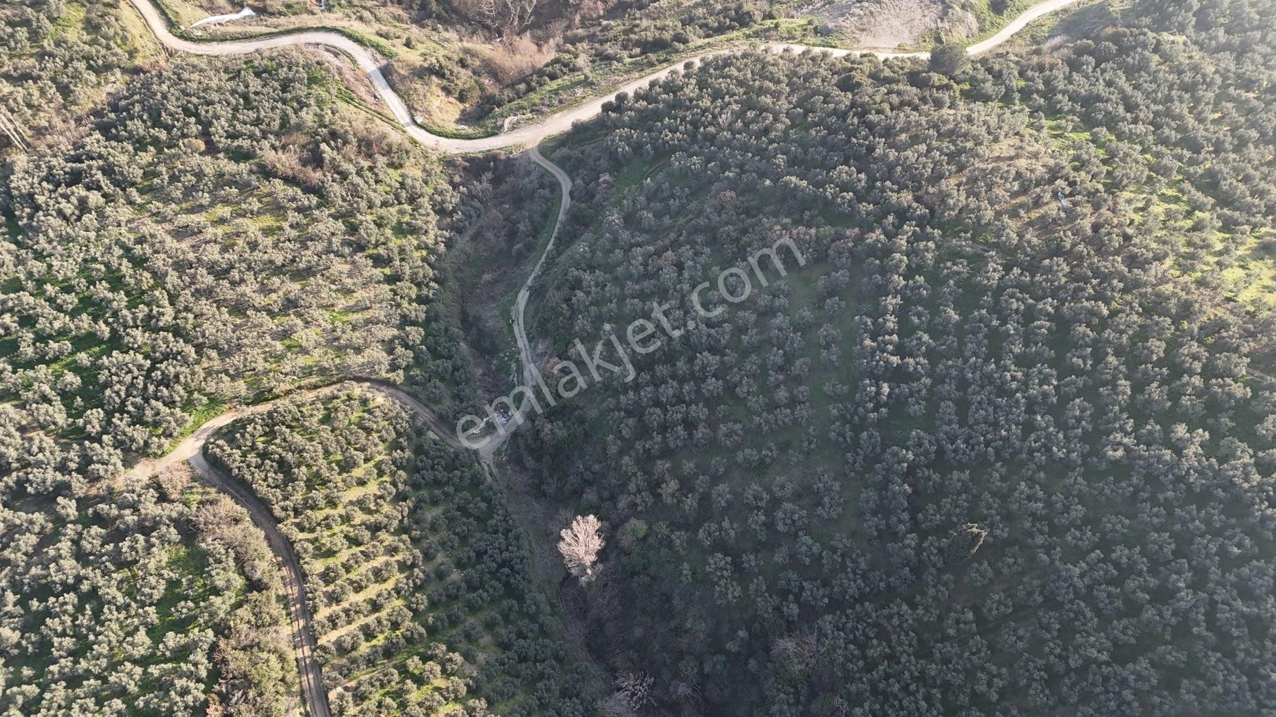 Kumla Konak Emlak”tan Satılık Gölet Manzaralı Zeytinlik - Görsel 11