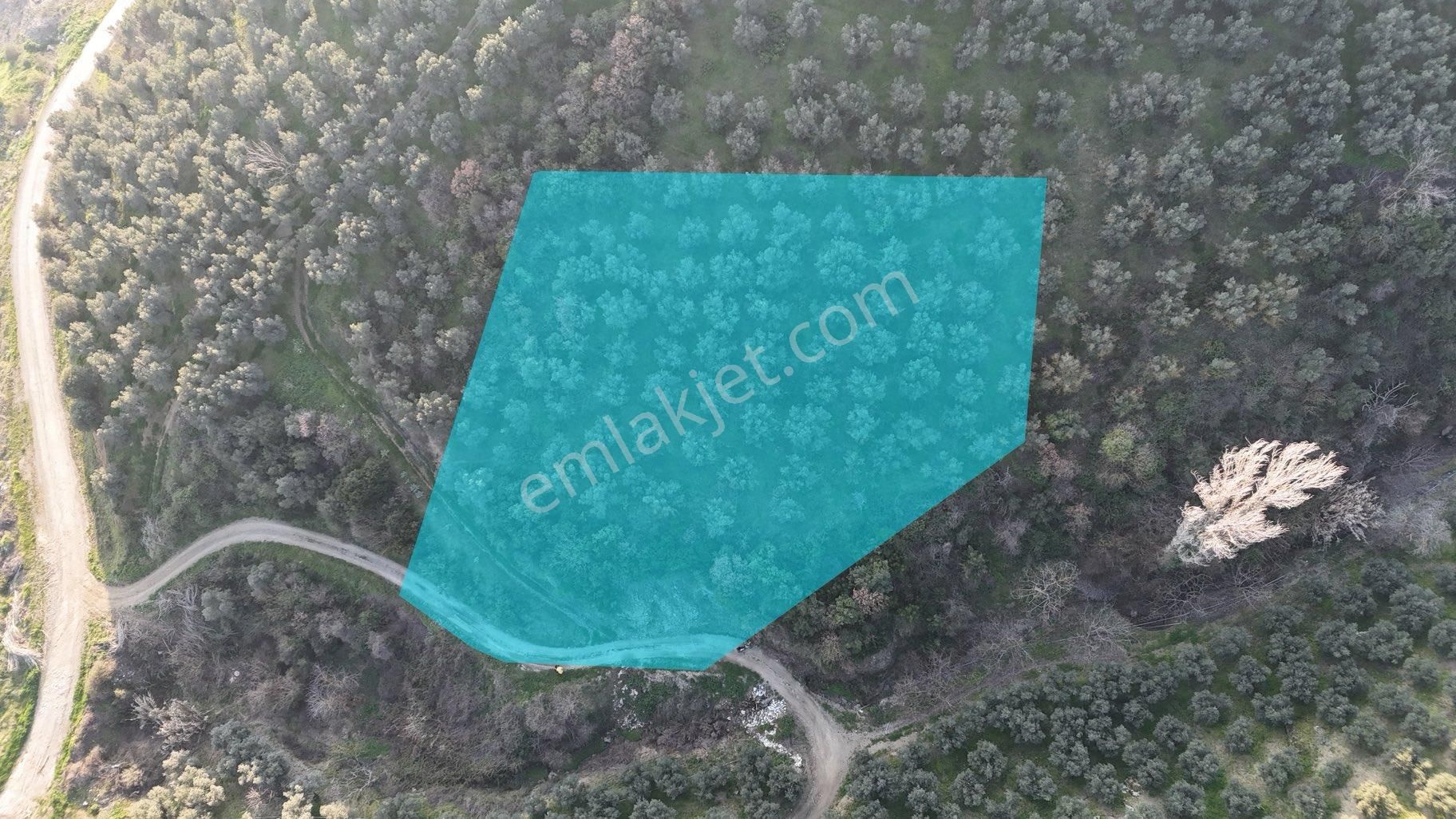 Kumla Konak Emlak”tan Satılık Gölet Manzaralı Zeytinlik